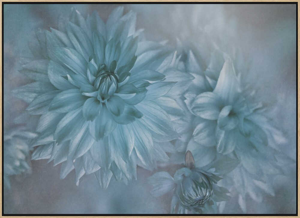 Dreamy Blue Dahlias - Floral Photographic Stretched Canvas Poster or Fine Art Print