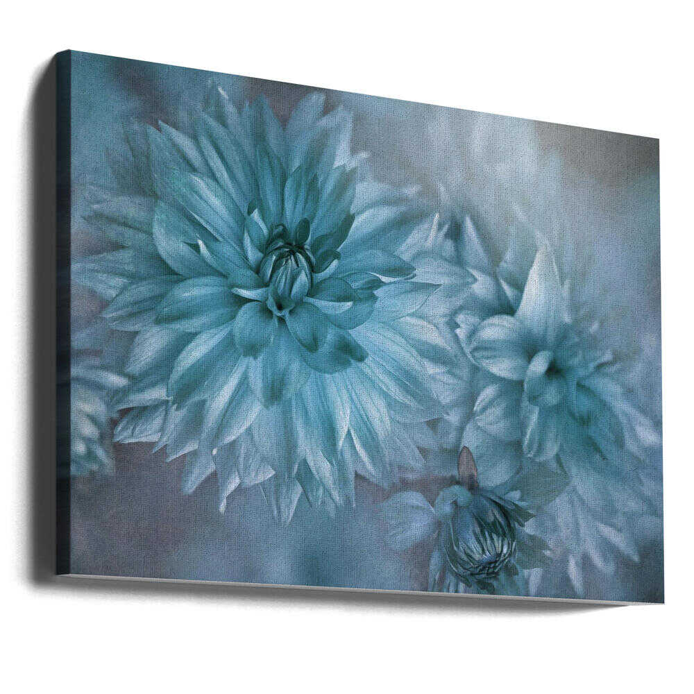 Dreamy Blue Dahlias - Floral Photographic Stretched Canvas Poster or Fine Art Print