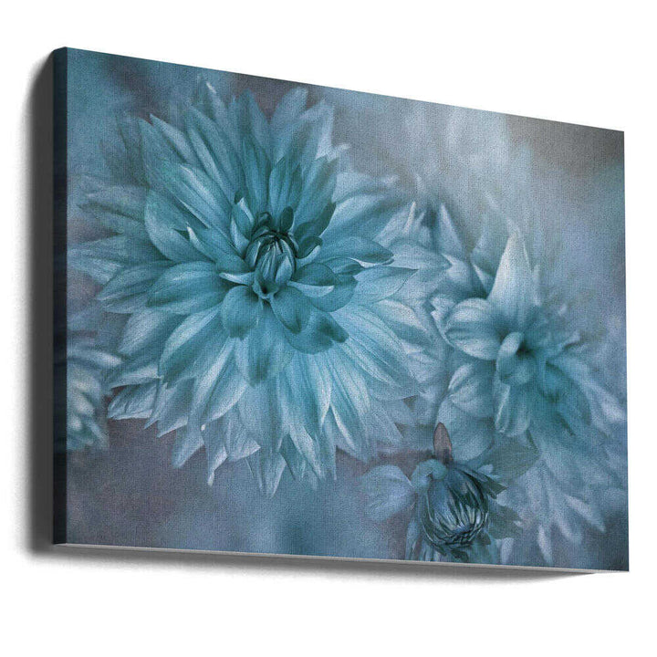 Dreamy Blue Dahlias - Floral Photographic Stretched Canvas Poster or Fine Art Print