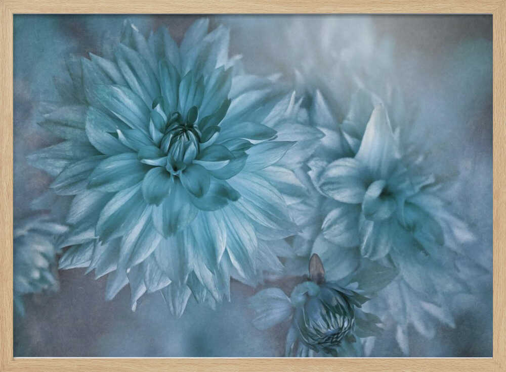 Dreamy Blue Dahlias - Floral Photographic Stretched Canvas Poster or Fine Art Print