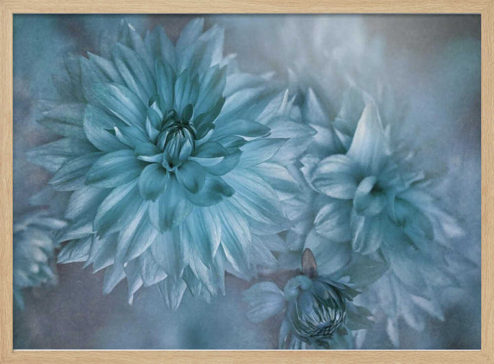 Dreamy Blue Dahlias - Floral Photographic Stretched Canvas Poster or Fine Art Print