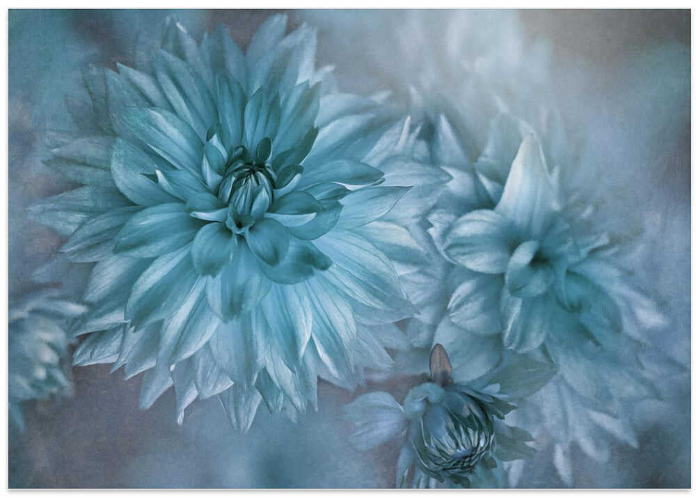 Dreamy Blue Dahlias - Floral Photographic Stretched Canvas Poster or Fine Art Print