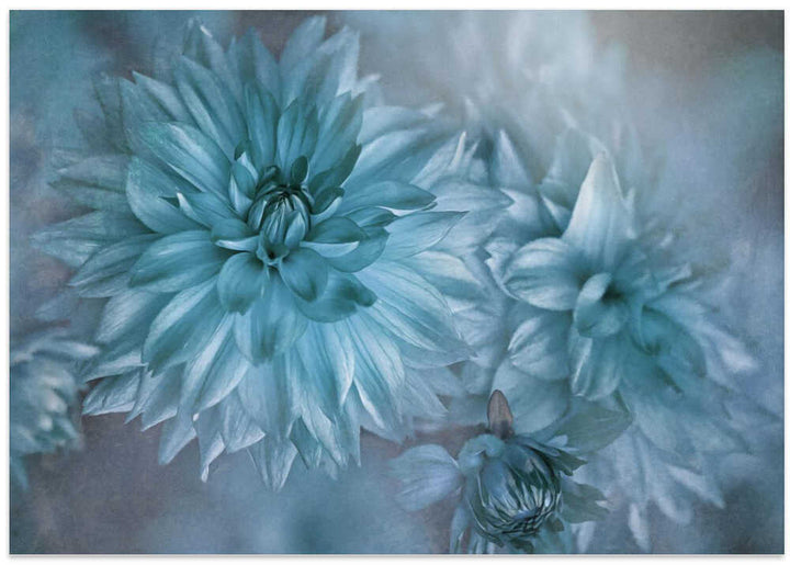 Dreamy Blue Dahlias - Floral Photographic Stretched Canvas Poster or Fine Art Print