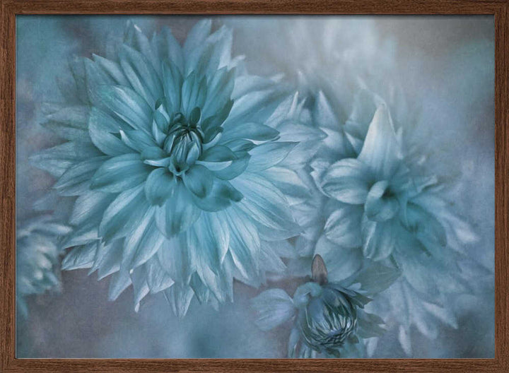 Dreamy Blue Dahlias - Floral Photographic Stretched Canvas Poster or Fine Art Print