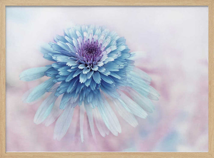 Dreamy Blue Flower - Floral Photographic Stretched Canvas Poster or Fine Art Print
