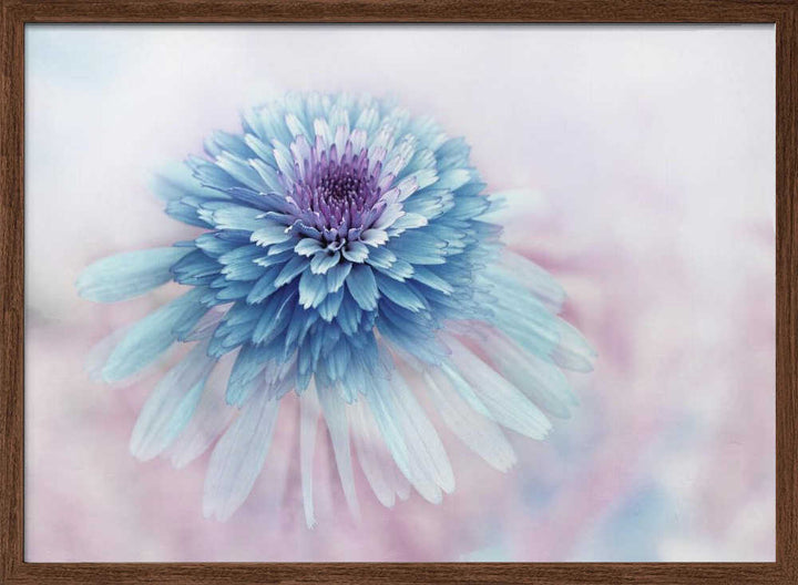 Dreamy Blue Flower - Floral Photographic Stretched Canvas Poster or Fine Art Print