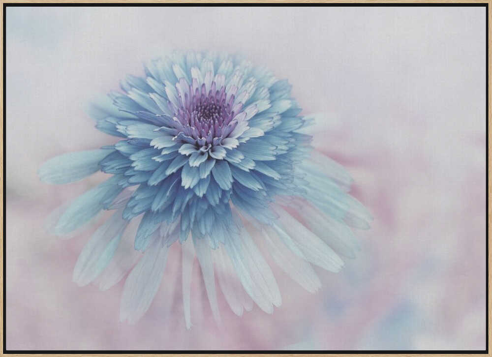 Dreamy Blue Flower - Floral Photographic Stretched Canvas Poster or Fine Art Print