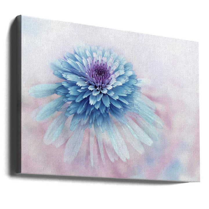Dreamy Blue Flower - Floral Photographic Stretched Canvas Poster or Fine Art Print