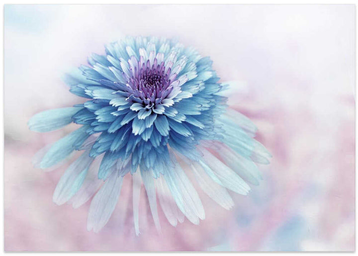 Dreamy Blue Flower - Floral Photographic Stretched Canvas Poster or Fine Art Print