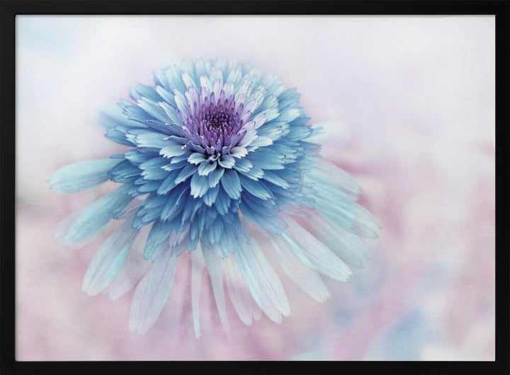 Dreamy Blue Flower - Floral Photographic Stretched Canvas Poster or Fine Art Print