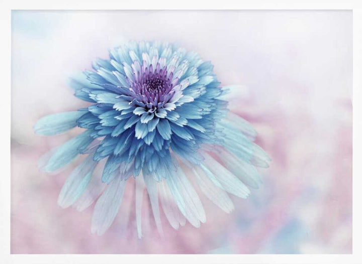 Dreamy Blue Flower - Floral Photographic Stretched Canvas Poster or Fine Art Print
