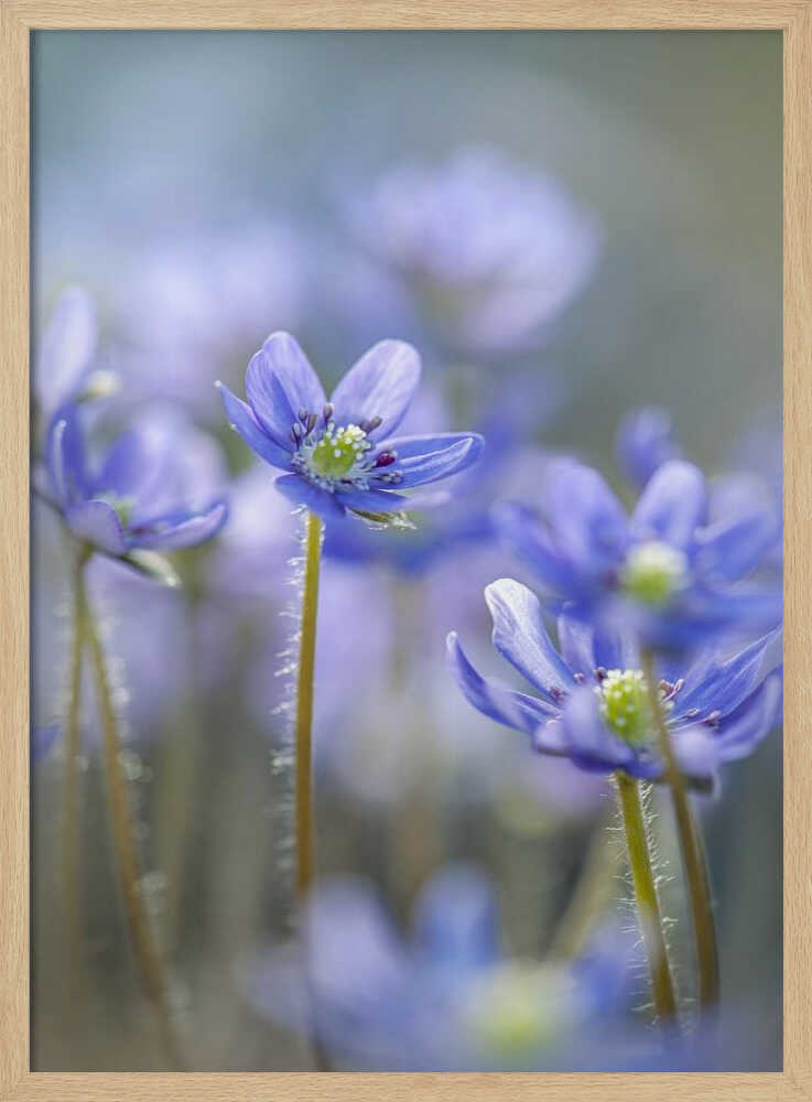Dreamy Blue Flowers - Floral Photographic Stretched Canvas Poster or Fine Art Print