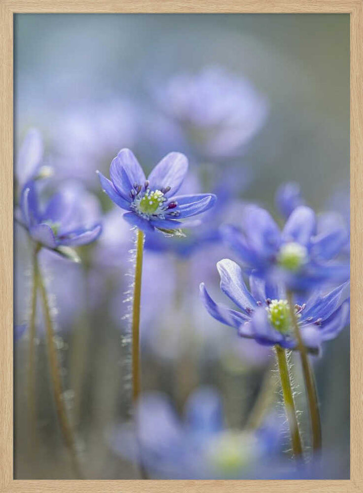 Dreamy Blue Flowers - Floral Photographic Stretched Canvas Poster or Fine Art Print