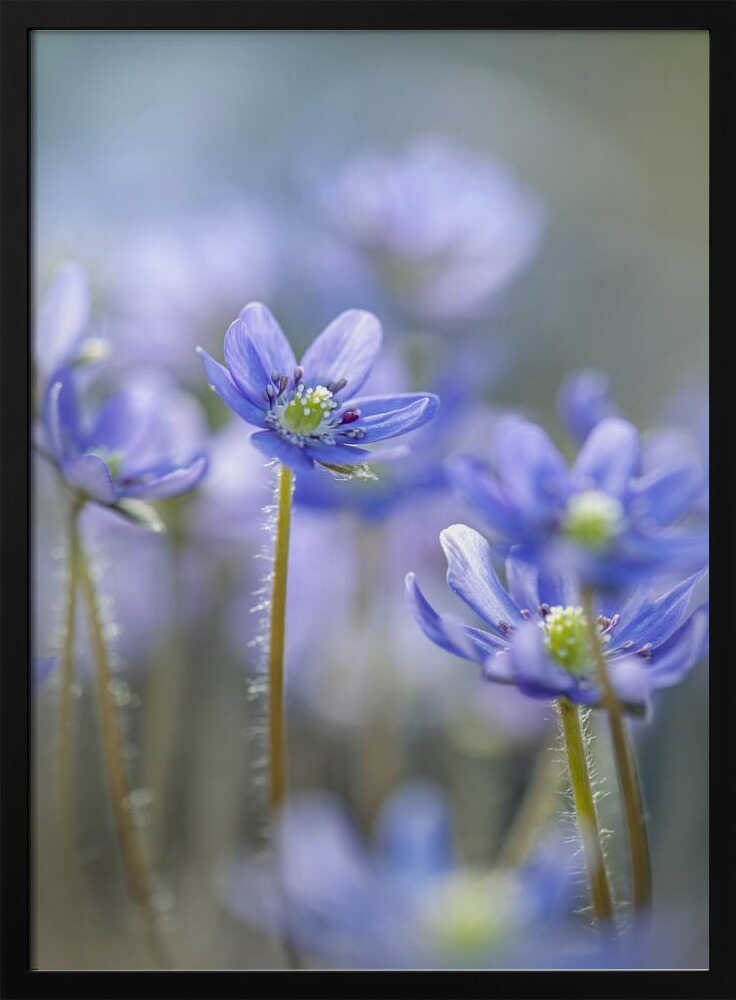 Dreamy Blue Flowers - Floral Photographic Stretched Canvas Poster or Fine Art Print