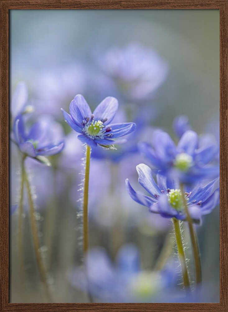 Dreamy Blue Flowers - Floral Photographic Stretched Canvas Poster or Fine Art Print
