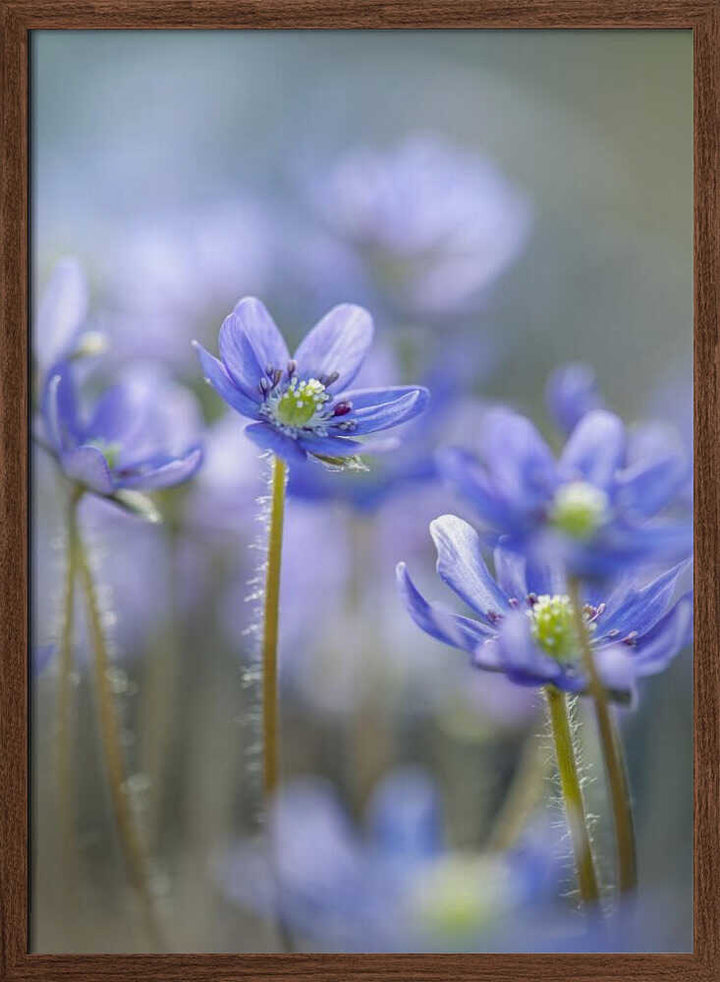 Dreamy Blue Flowers - Floral Photographic Stretched Canvas Poster or Fine Art Print