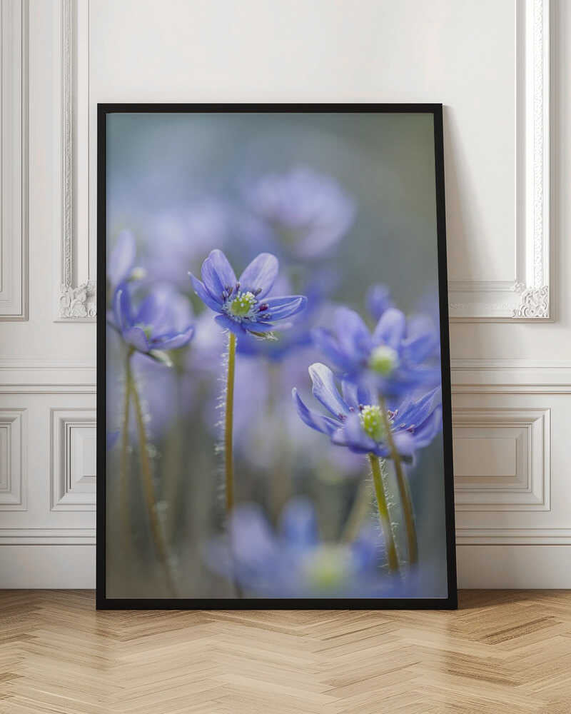 Dreamy Blue Flowers - Floral Photographic Stretched Canvas Poster or Fine Art Print