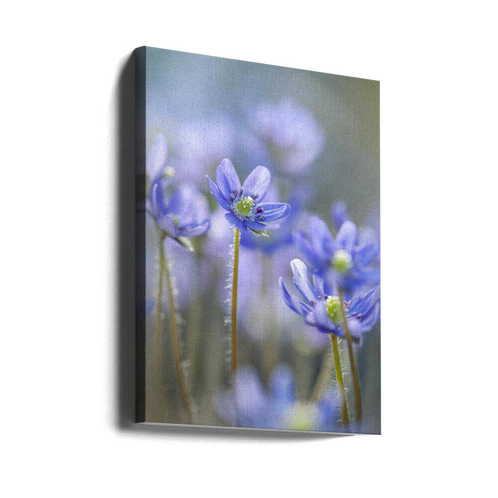 Dreamy Blue Flowers - Floral Photographic Stretched Canvas Poster or Fine Art Print