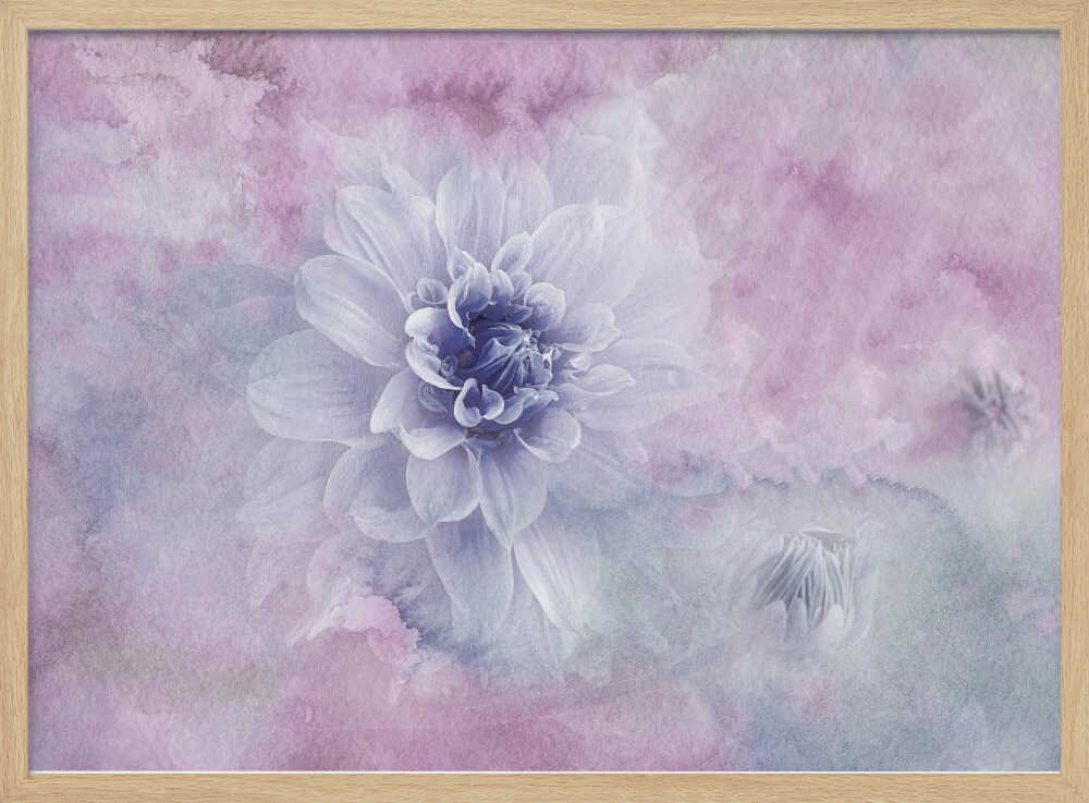 Dreamy Dahlia Blossom - Floral Photographic Stretched Canvas Poster or Fine Art Print