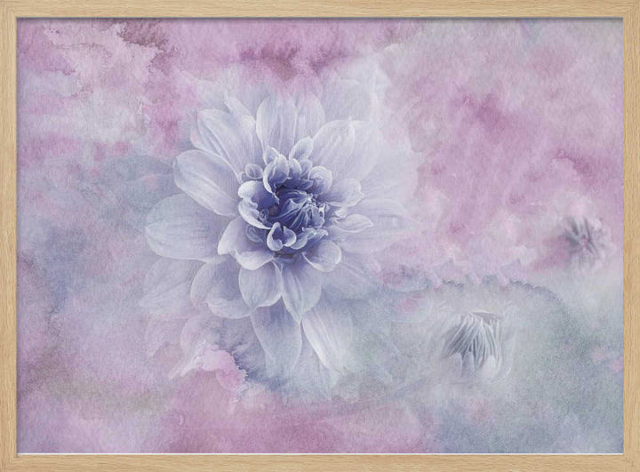 Dreamy Dahlia Blossom - Floral Photographic Stretched Canvas Poster or Fine Art Print