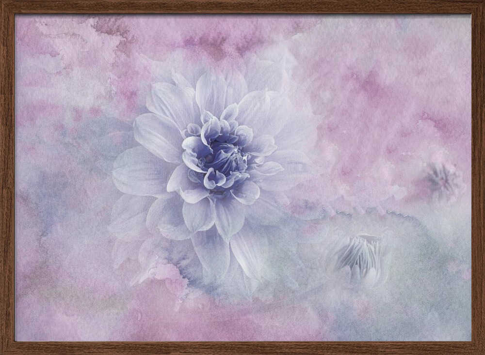 Dreamy Dahlia Blossom - Floral Photographic Stretched Canvas Poster or Fine Art Print