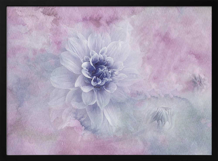 Dreamy Dahlia Blossom - Floral Photographic Stretched Canvas Poster or Fine Art Print