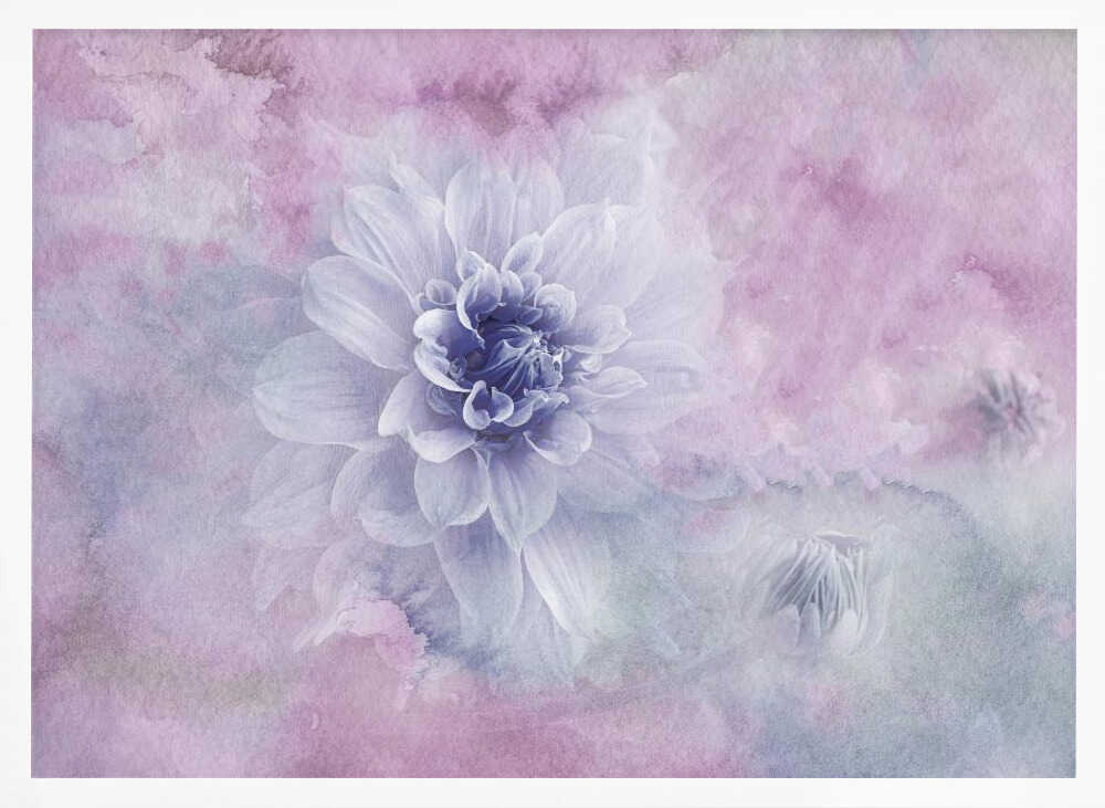 Dreamy Dahlia Blossom - Floral Photographic Stretched Canvas Poster or Fine Art Print