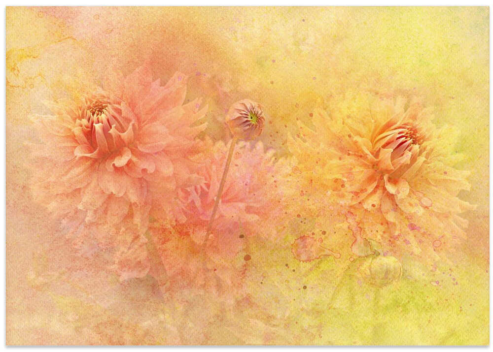 Dreamy Dahlia Garden - Floral Photographic Stretched Canvas Poster or Fine Art Print