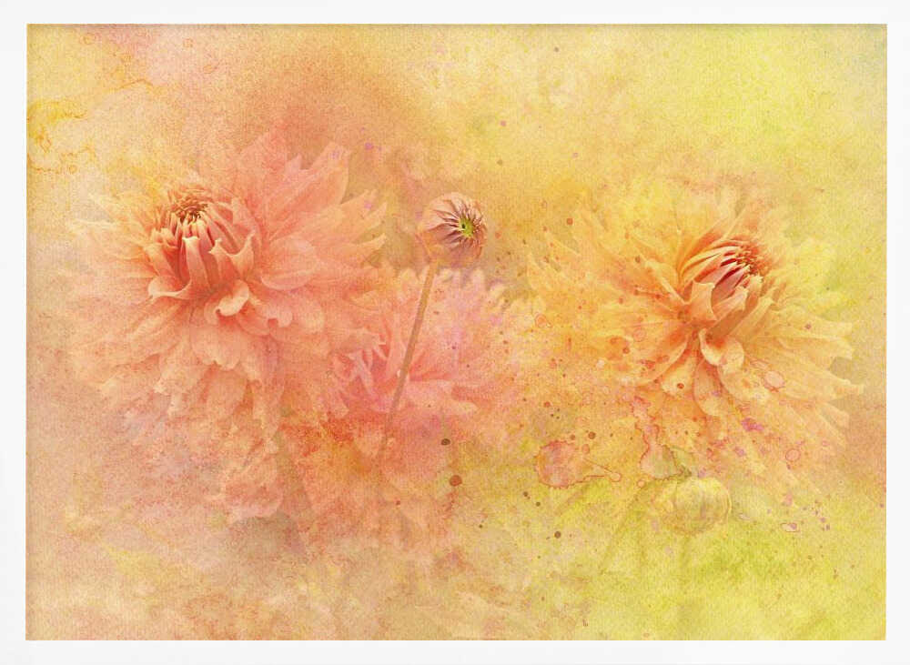 Dreamy Dahlia Garden - Floral Photographic Stretched Canvas Poster or Fine Art Print