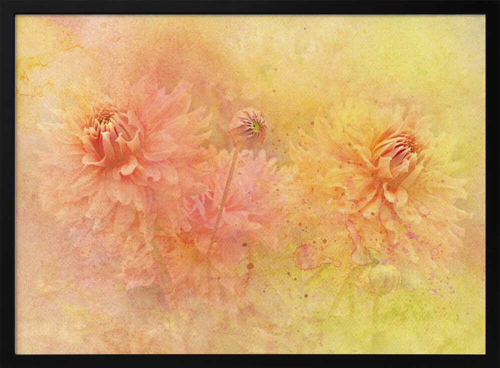 Dreamy Dahlia Garden - Floral Photographic Stretched Canvas Poster or Fine Art Print