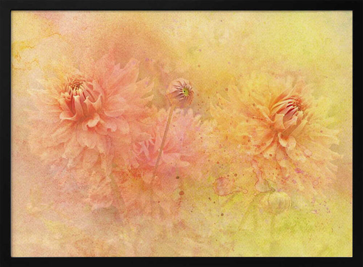 Dreamy Dahlia Garden - Floral Photographic Stretched Canvas Poster or Fine Art Print