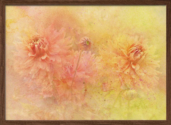 Dreamy Dahlia Garden - Floral Photographic Stretched Canvas Poster or Fine Art Print
