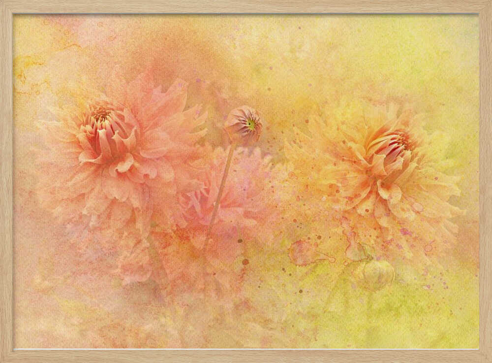 Dreamy Dahlia Garden - Floral Photographic Stretched Canvas Poster or Fine Art Print