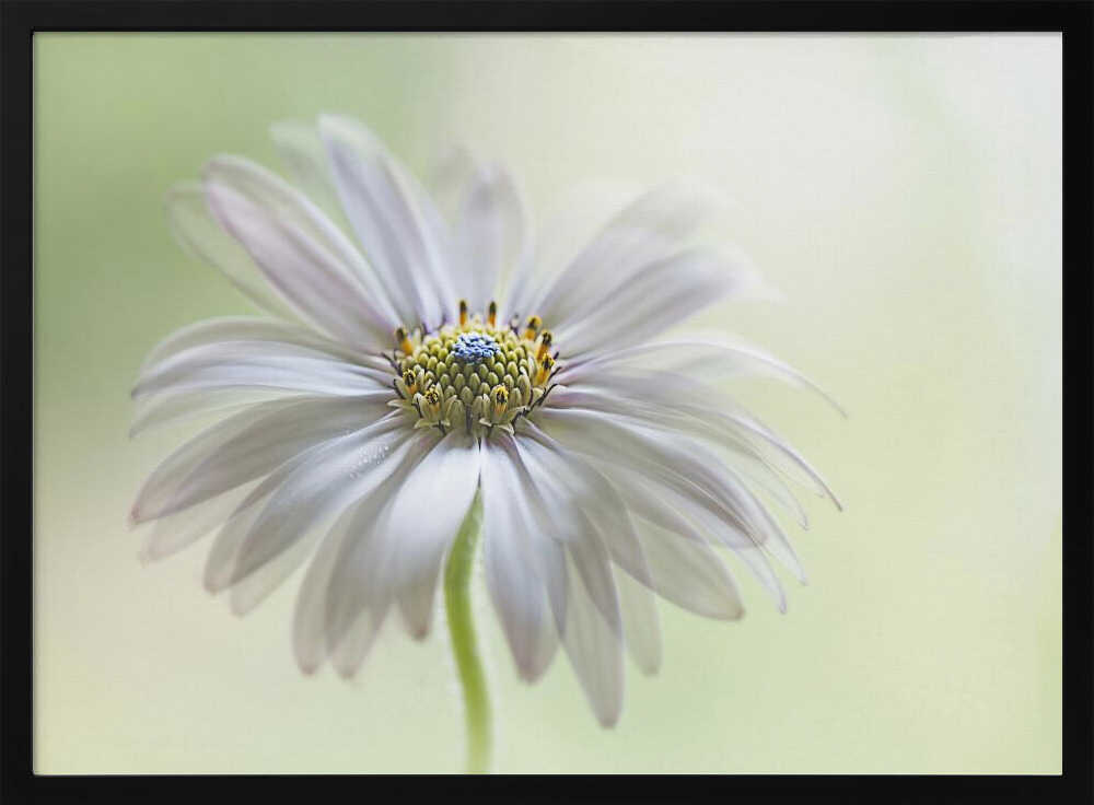 Dreamy Daisy Bloom - Floral Photographic Stretched Canvas Poster or Fine Art Print