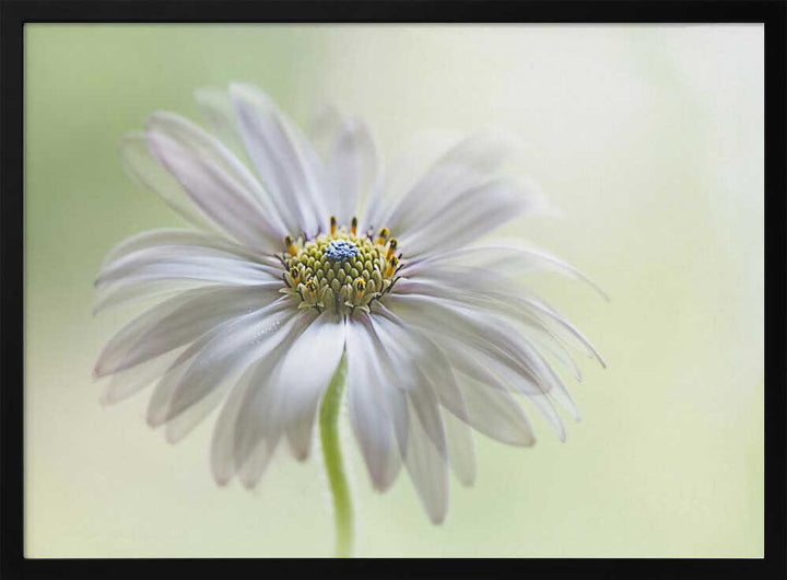 Dreamy Daisy Bloom - Floral Photographic Stretched Canvas Poster or Fine Art Print