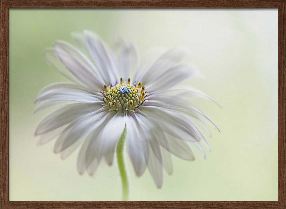 Dreamy Daisy Bloom - Floral Photographic Stretched Canvas Poster or Fine Art Print