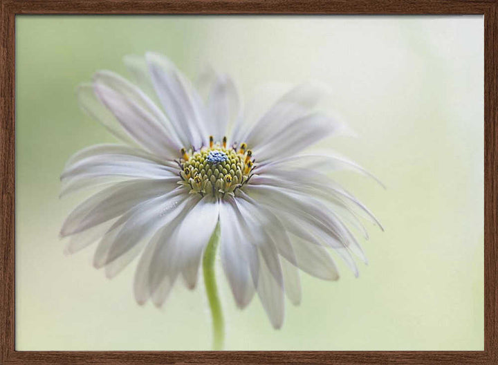 Dreamy Daisy Bloom - Floral Photographic Stretched Canvas Poster or Fine Art Print