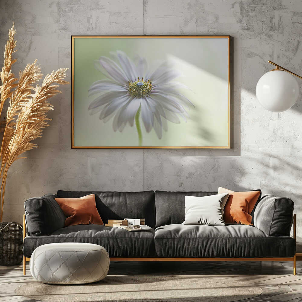 Dreamy Daisy Bloom - Floral Photographic Stretched Canvas Poster or Fine Art Print