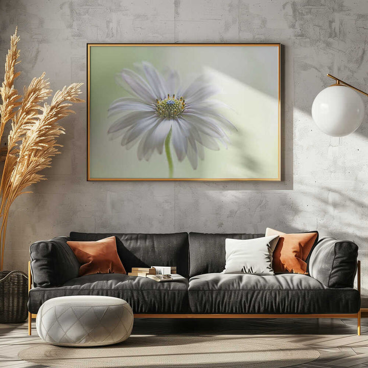 Dreamy Daisy Bloom - Floral Photographic Stretched Canvas Poster or Fine Art Print