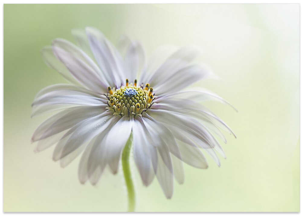 Dreamy Daisy Bloom - Floral Photographic Stretched Canvas Poster or Fine Art Print