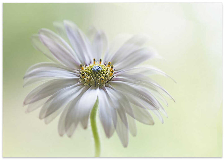 Dreamy Daisy Bloom - Floral Photographic Stretched Canvas Poster or Fine Art Print