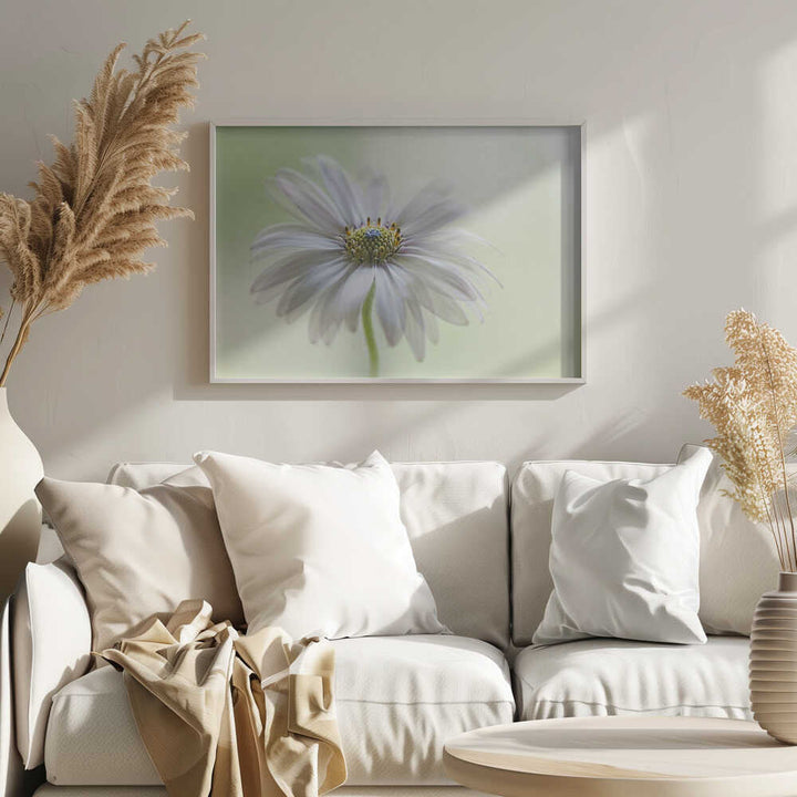 Dreamy Daisy Bloom - Floral Photographic Stretched Canvas Poster or Fine Art Print