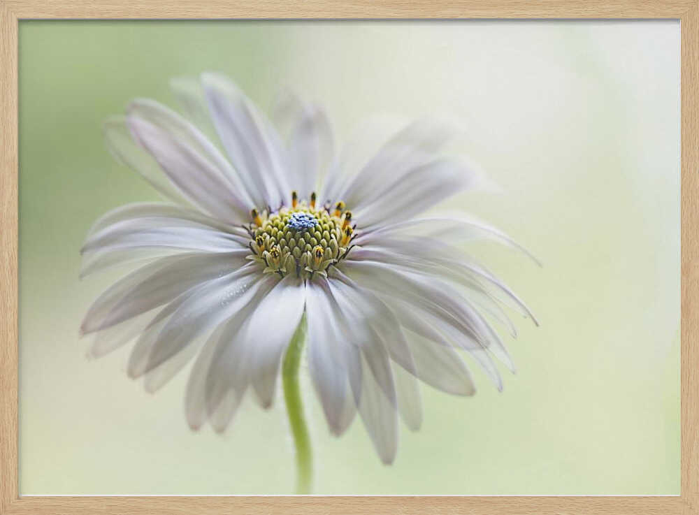 Dreamy Daisy Bloom - Floral Photographic Stretched Canvas Poster or Fine Art Print