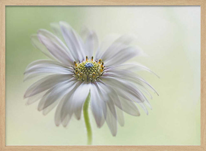 Dreamy Daisy Bloom - Floral Photographic Stretched Canvas Poster or Fine Art Print