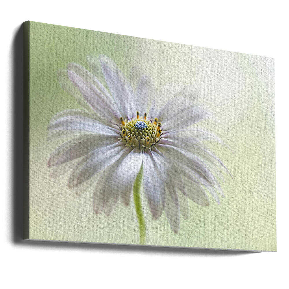 Dreamy Daisy Bloom - Floral Photographic Stretched Canvas Poster or Fine Art Print
