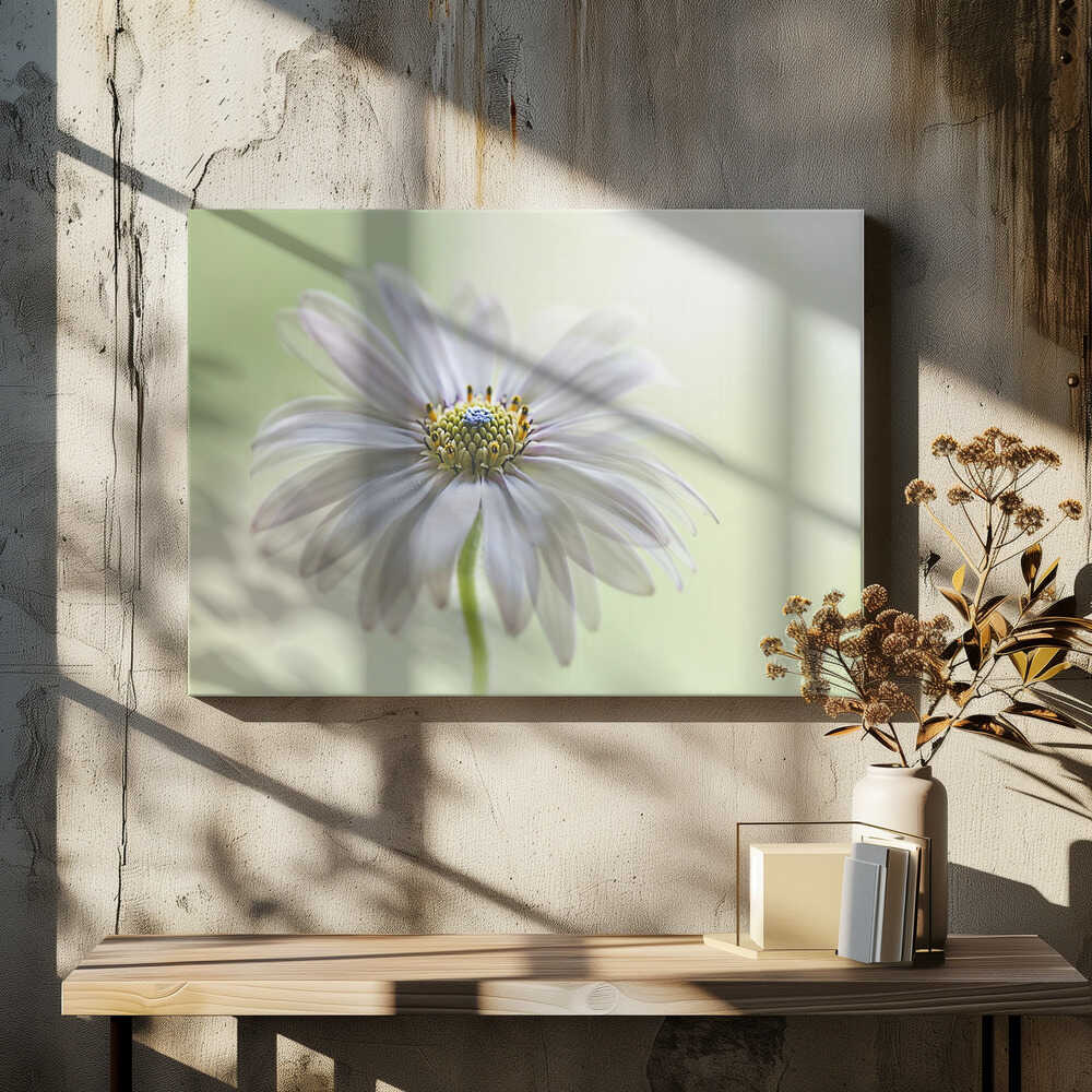 Dreamy Daisy Bloom - Floral Photographic Stretched Canvas Poster or Fine Art Print