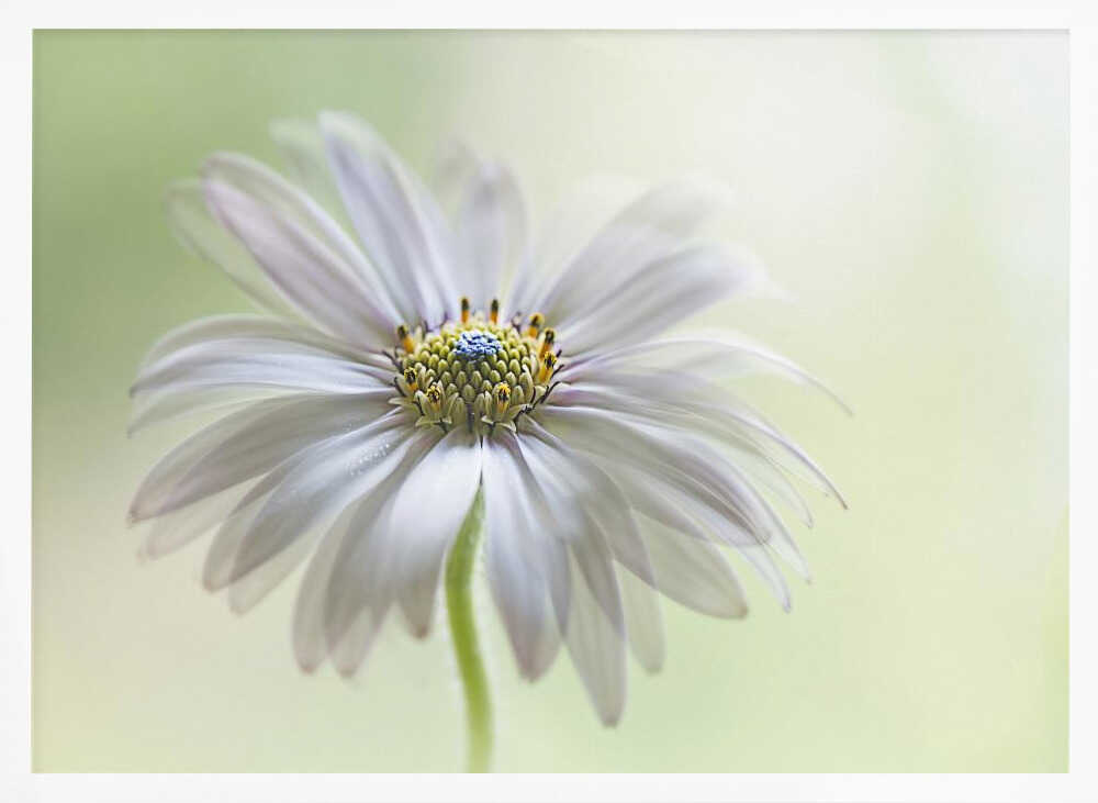 Dreamy Daisy Bloom - Floral Photographic Stretched Canvas Poster or Fine Art Print