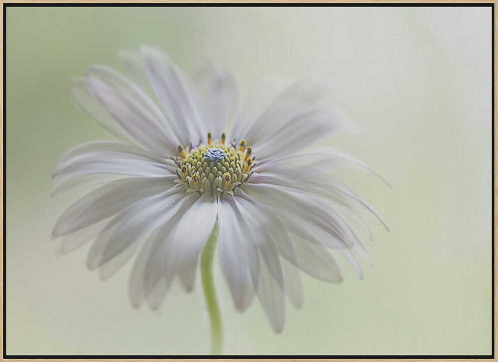 Dreamy Daisy Bloom - Floral Photographic Stretched Canvas Poster or Fine Art Print