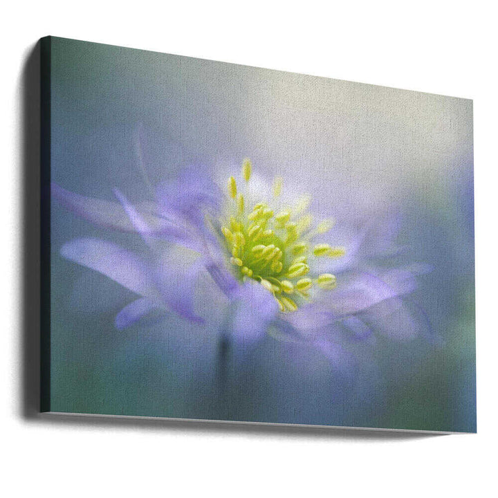 Dreamy Lavender Bloom - Floral Photographic Stretched Canvas Poster or Fine Art Print
