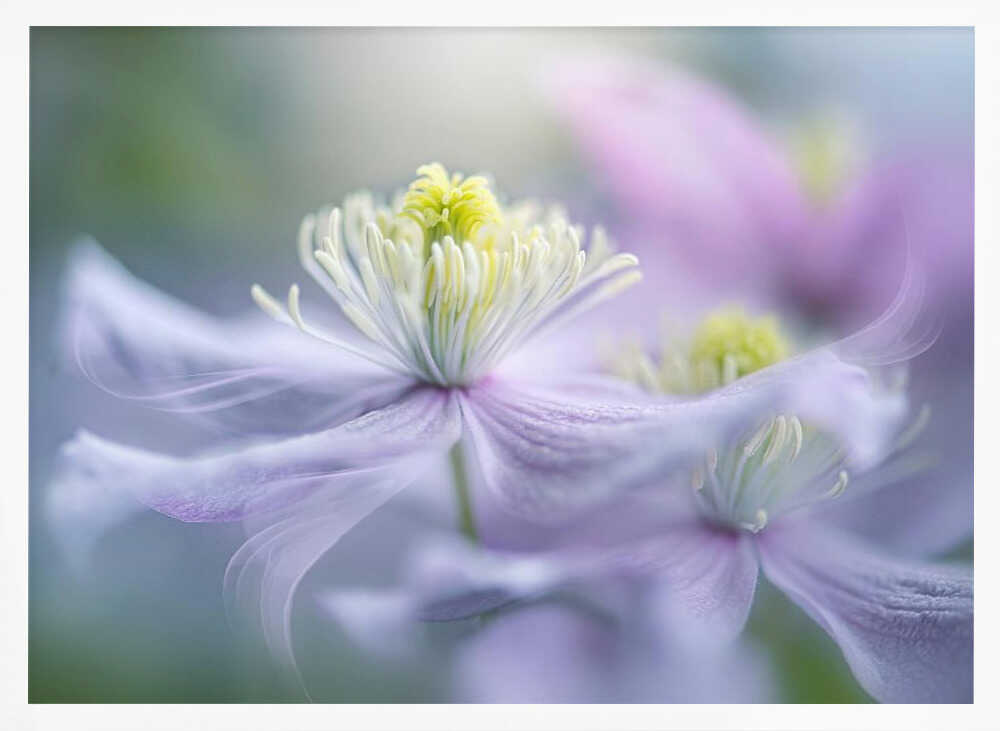 Dreamy Lavender Bloom - Floral Photographic Stretched Canvas Poster or Fine Art Print